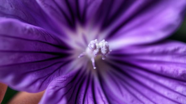 Top 5 bienfaits de la fleur de CBD puissante pour votre santé